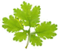 pfadfinderheim-goennersdorf.de